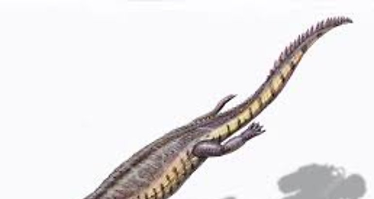 El Machimosaurus rex