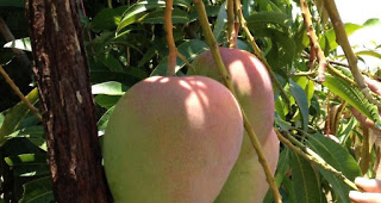 mangos