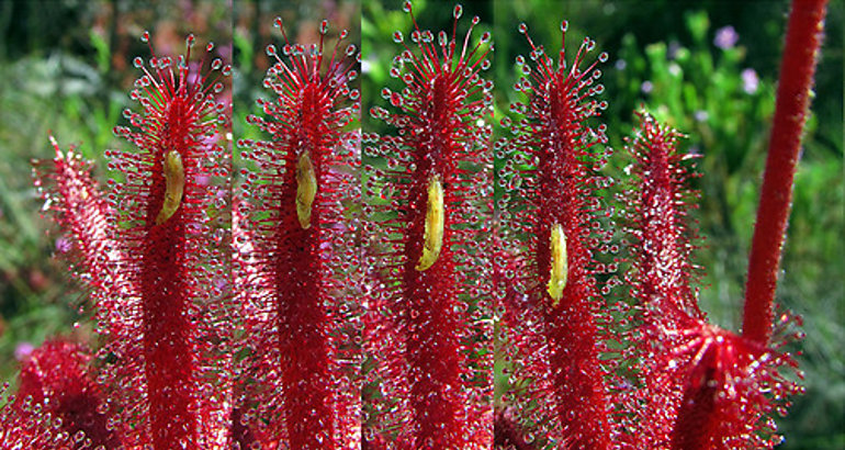 Drosera graomogolensis 