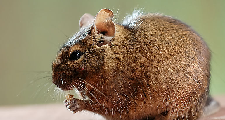 Melomys rubicola