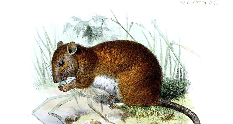 Melomys rubicola