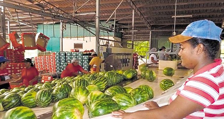 Produccin Sandia Agroindustria