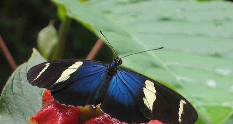 Mariposas de Panam