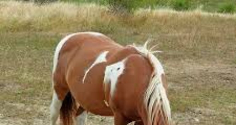 Caballo Equino Campo Animal