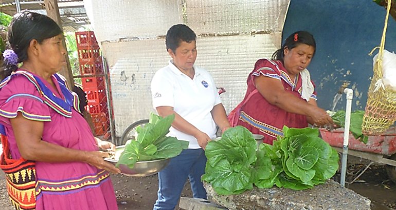 Cosecha Chiriqui MIDEs