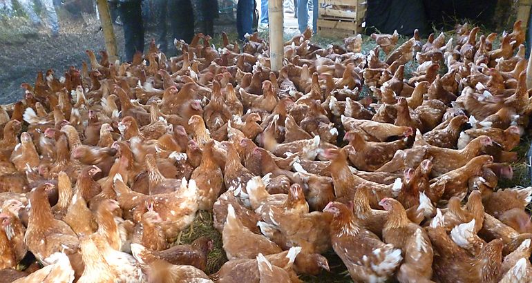 Gallinas ponedoras