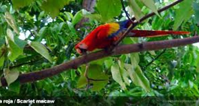 guacamaya