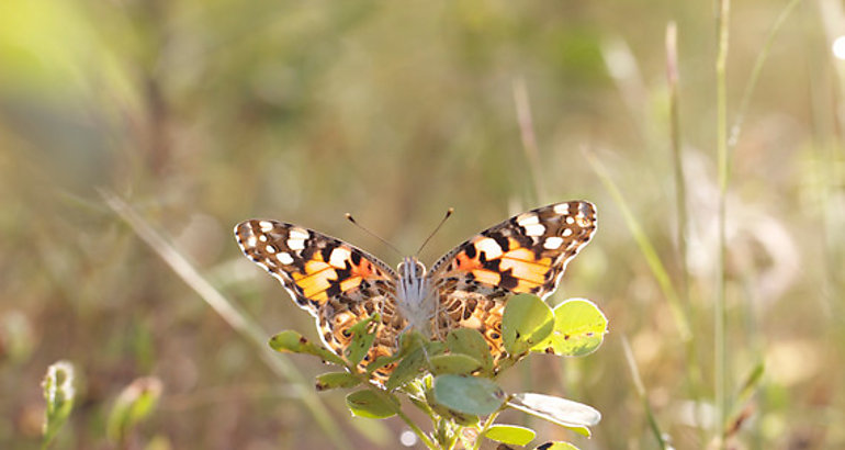 Mariposa