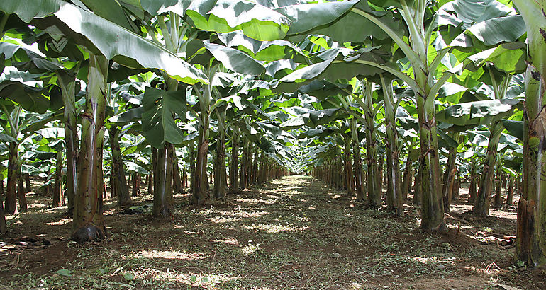 Finca bananera