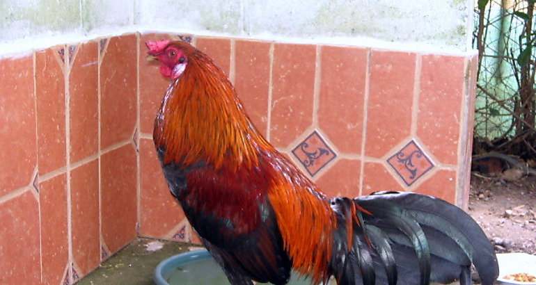 Gallo de pelea