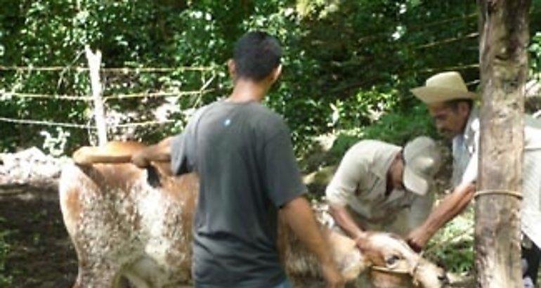 Iniciado el programa de trazabilidad bovina en Cocl