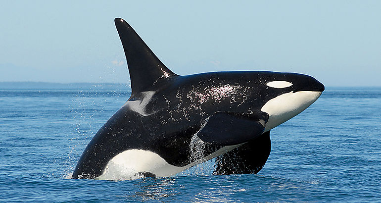 Orca