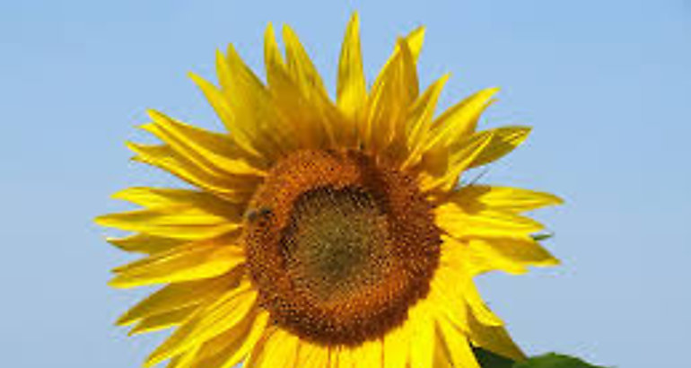 girasol