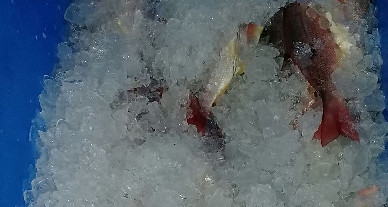 Peces 