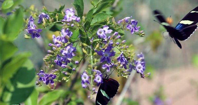 mariposas