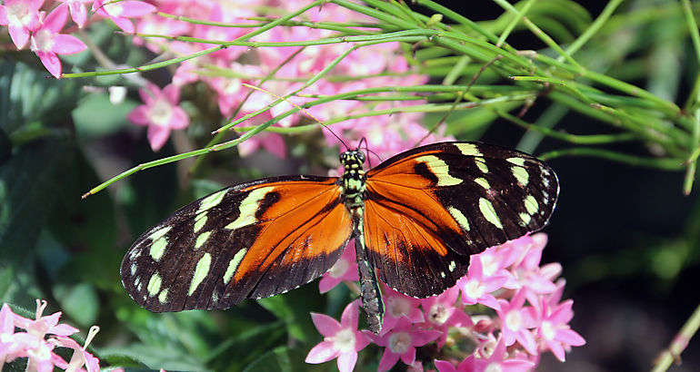 mariposas