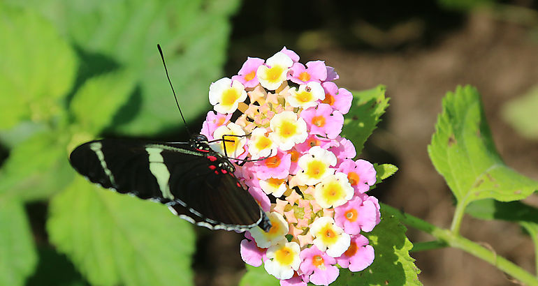 mariposas