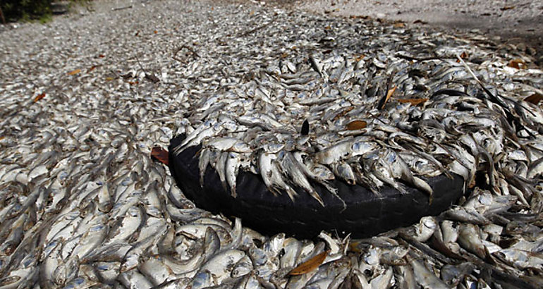 muerte de peces en Costa Rica