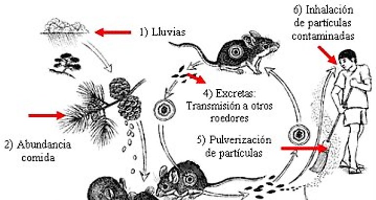 Hantavirus 