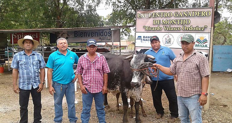 XIII encuentro ganadero en Montijo  ganado