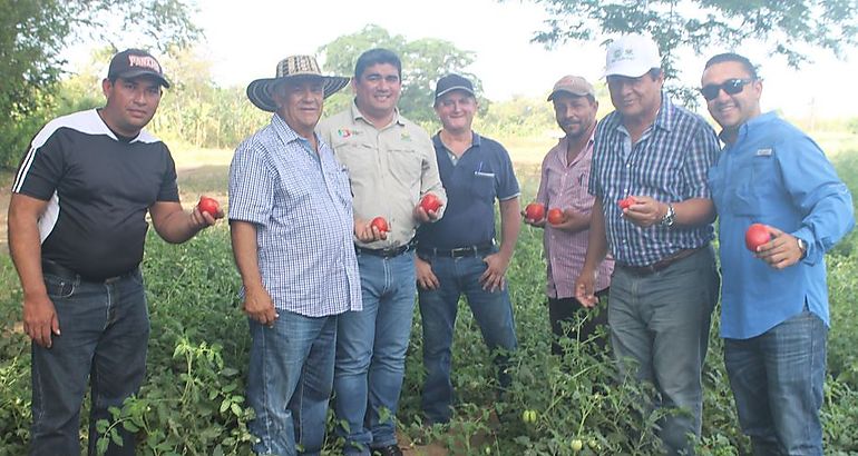 Coseha de tomates