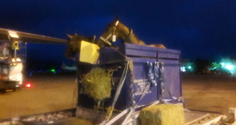 caballos aeropuerto