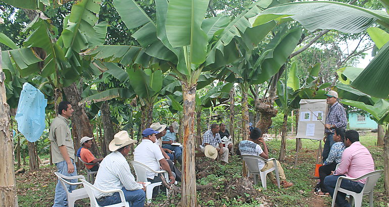 Parcelas demostrativas de pltano en Chiriqu