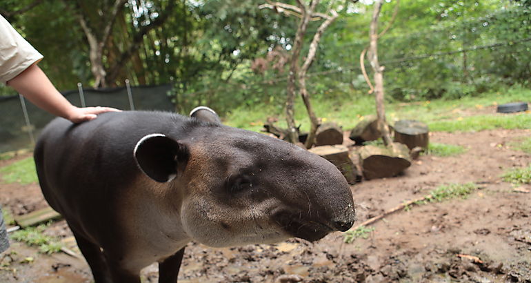 Tapir 