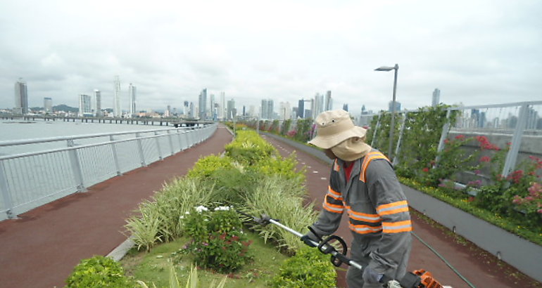 Jardinero recortando