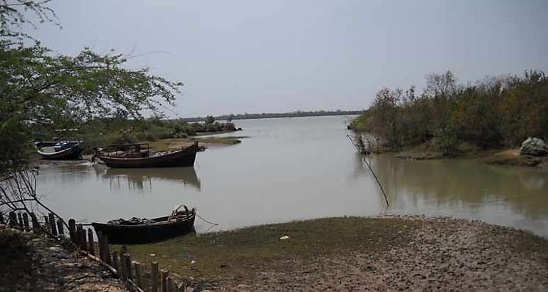 manglar de la India