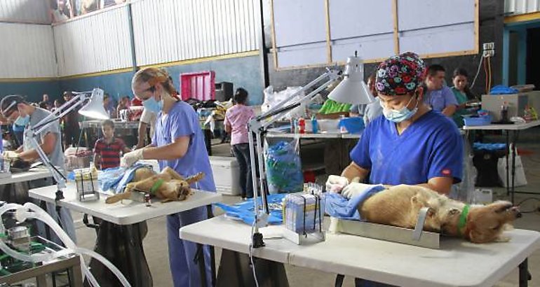 Veterinarios