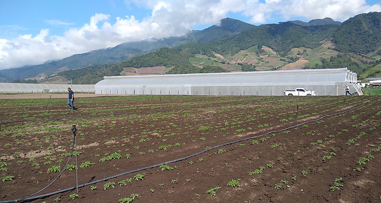 Cultivo de la papa  patata  agricultura