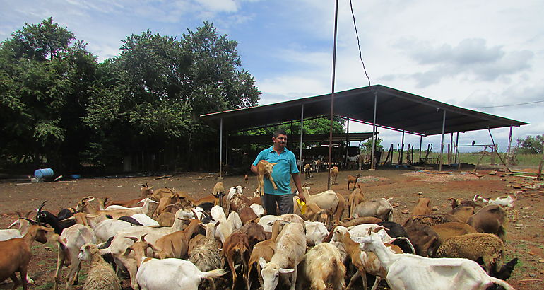 Ganadera ovina  cabras