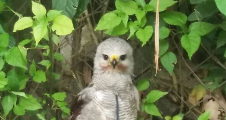 Unidades de la Polica Nacional rescata halcn peregrino