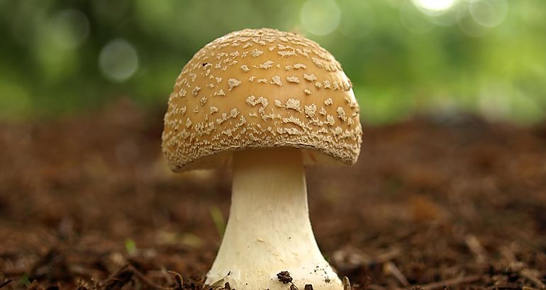 Mushroom 