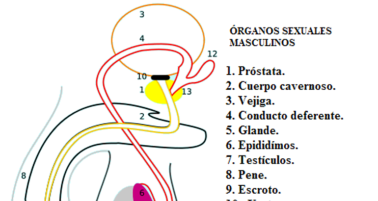 Esquema  pene