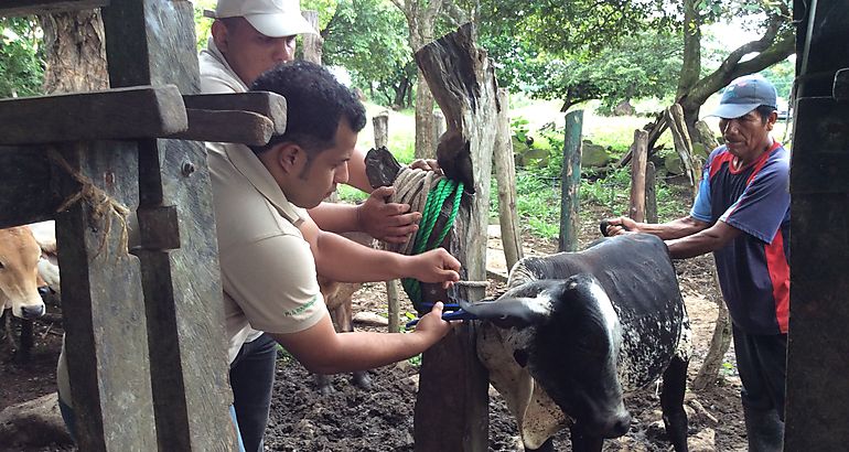 Trazabilidad bovina 