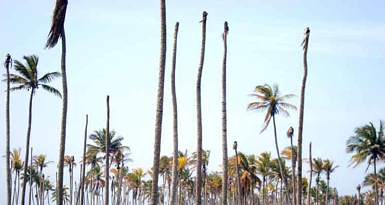 Mueren cocoteros en Panam