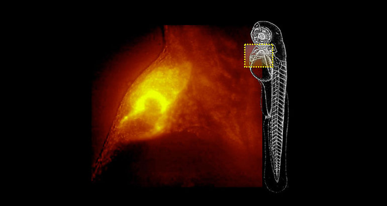 Imagen Microscopio