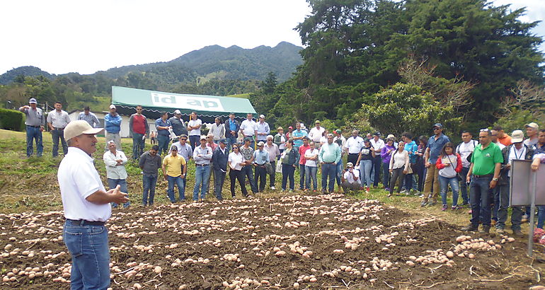 Productores de patata