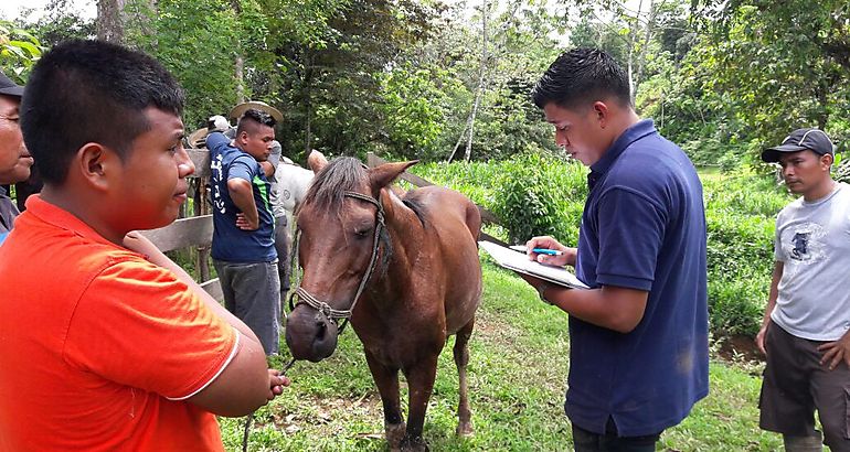 Inspeccin equino de trabajo