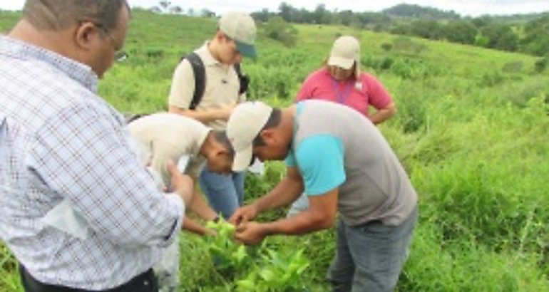 Toma de muestras para diagnsticos de plagas 