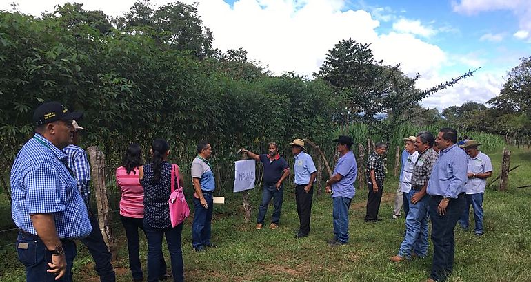 Productores de diferentes comunidades del distrito de David