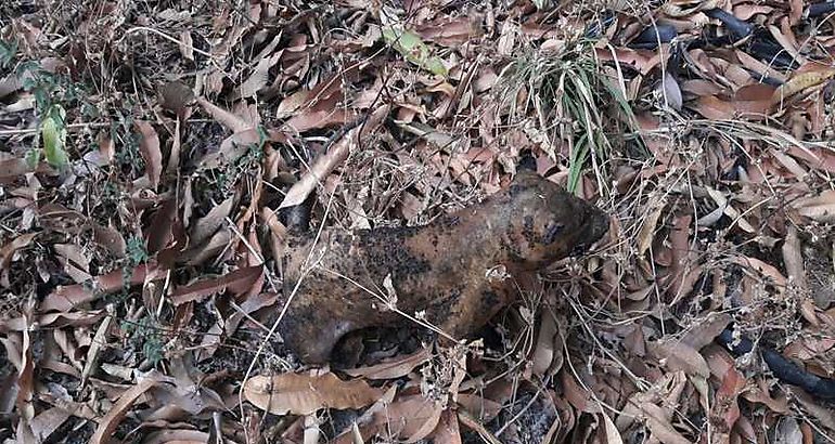 Animales  silvestres victimas olvidadas de los incendios forestales 