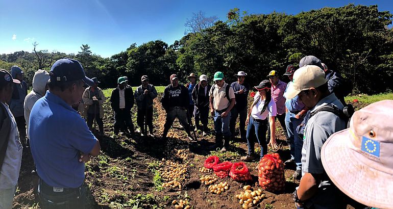 MIDA entrega semillas de papa a productores de la comarca NgbeBugl