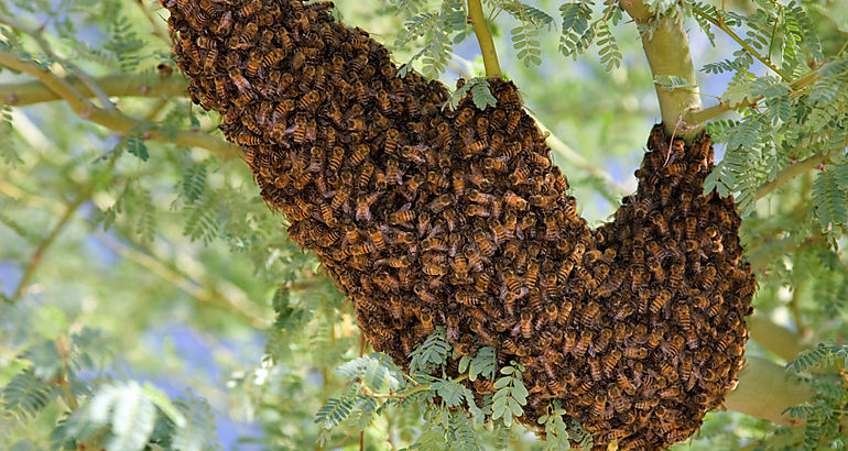 abejas africanas