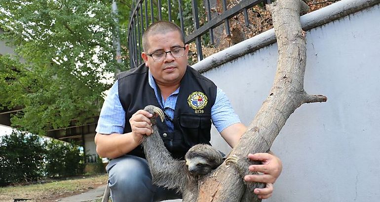 El perezoso sin temor se dej cargar por los uniformados