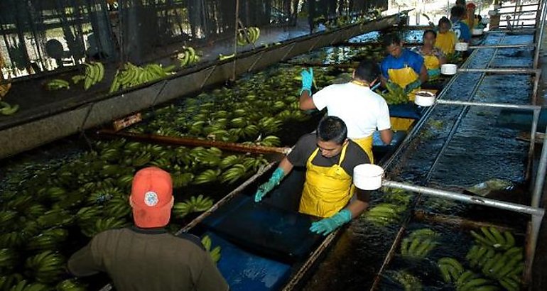 Bocas Fruit Company