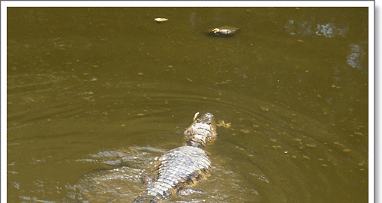 Los Santos reubica a seis Cocodrylus acutus