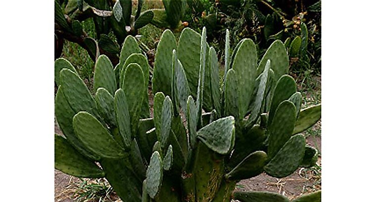 nopal